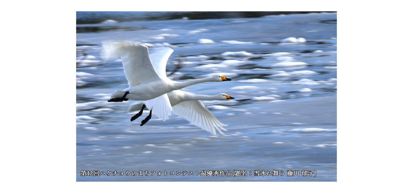 第12回ハクチョウのまちフォトコンテスト最優秀賞写真