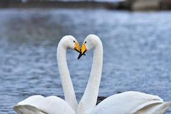 水上で2羽の白鳥が嘴を擦りあっている写真