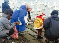 群れている白鳥をそばで眺めている人たちの写真