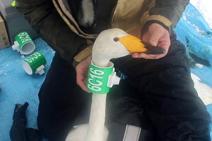 ツバキ