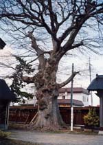 枝から葉が抜け落ちた大木の写真