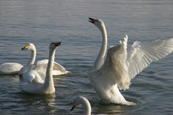水上で羽ばたこうとしている白鳥の横でたたずんでいる白鳥の写真