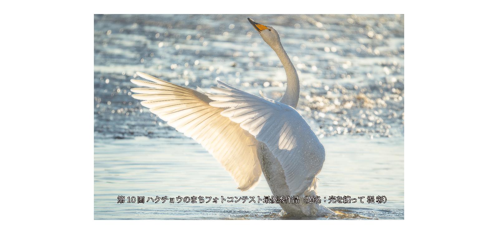 第10回ハクチョウのまちフォトコンテスト最優秀賞写真