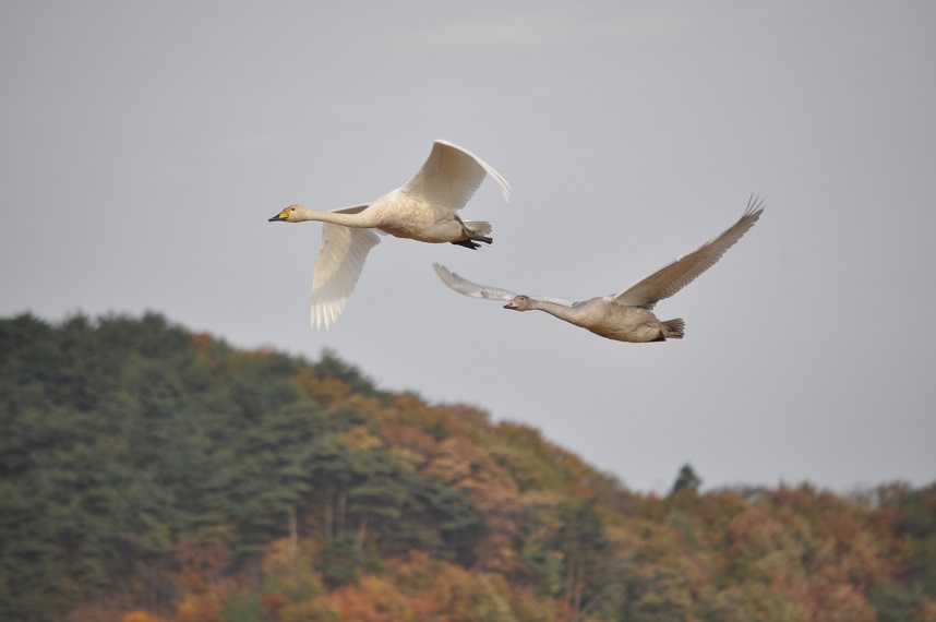 山を背景に飛行している白鳥の写真