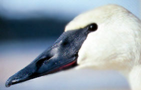 黒い嘴をした白鳥の横顔の写真
