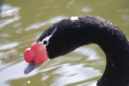 口元に赤い突起と嘴がある黒鳥の写真