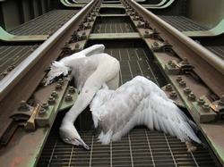 線路内で倒れている白鳥の写真