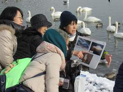 白鳥が群れているそばで資料を持ちながらガイドをしている人の写真