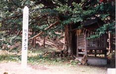 木の生い茂った場所に立つ木碑の写真