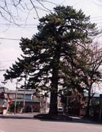 周辺に家のある場所で植えられている松の大木の写真