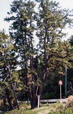 道路わきに立つ5本の松の木が連なっている写真