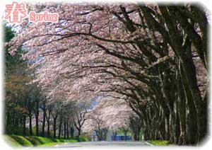 道路わきの桜が満開に咲き誇っている写真