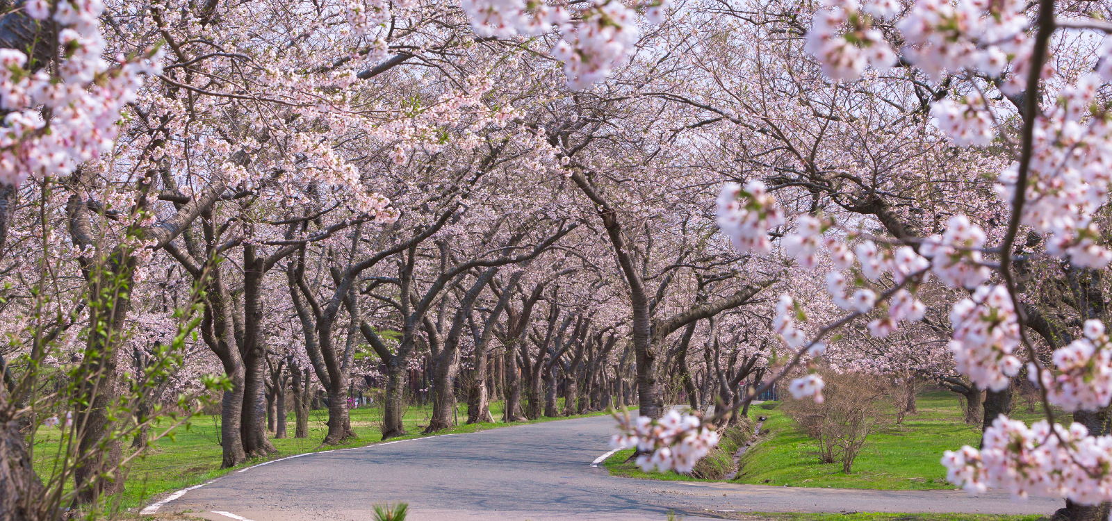 夜越山の桜