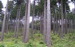 大量に背の高い木が生えている林の写真