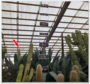 平成24年3月30日に撮影された、茎の高さが2.5メートルにまで達した株と、別の花茎が出てきたアオノリュウゼツランの株の写真