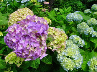 紫色のあじさいが左側に大きく咲き、咲き始めのあじさいがその周りを囲み、右側に青色のあじさいが複数咲いている様子の写真