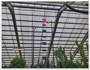 平成24年5月5日に撮影された、一つのアオノリュウゼツランの茎の高さが5メートルに達して天井まで届き、茎から枝が出てきているところを捉えた写真