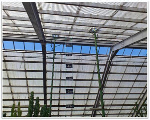 平成24年5月14日に撮影された、両方の株が天井に届き茎から多くの枝が出ているアオノリュウゼツランの写真