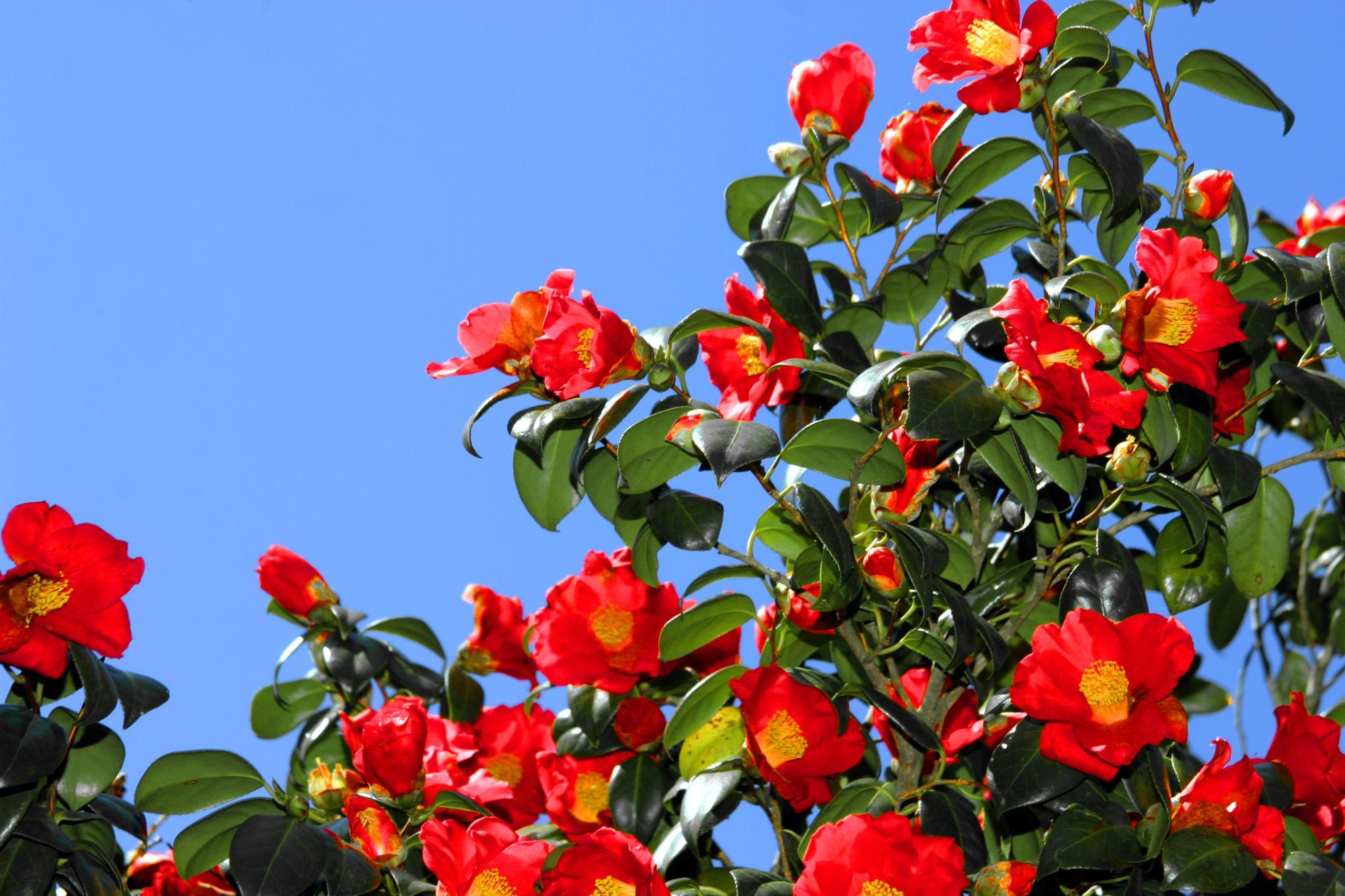 夏泊半島椿山・椿山海岸／平内町ウェブサイト-Hiranai Town-