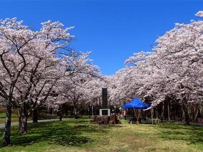 夜越山森林公園桜